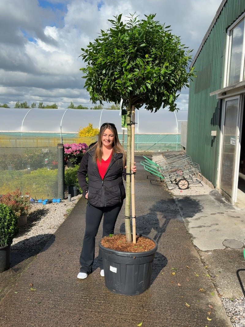 Prunus Lusitanica Angustifolia Half Standard 110cm Stem 90cm Head