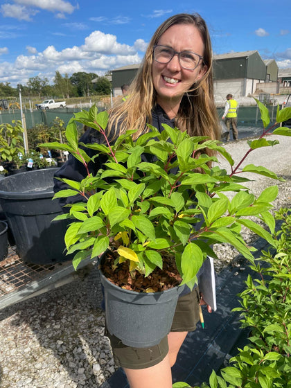 Hydrangea Panic. Phantom 5 Litre Pot