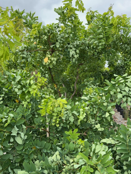 Robinia pseud. Twisty Baby 10 Litre Pot 1/2 Standard
