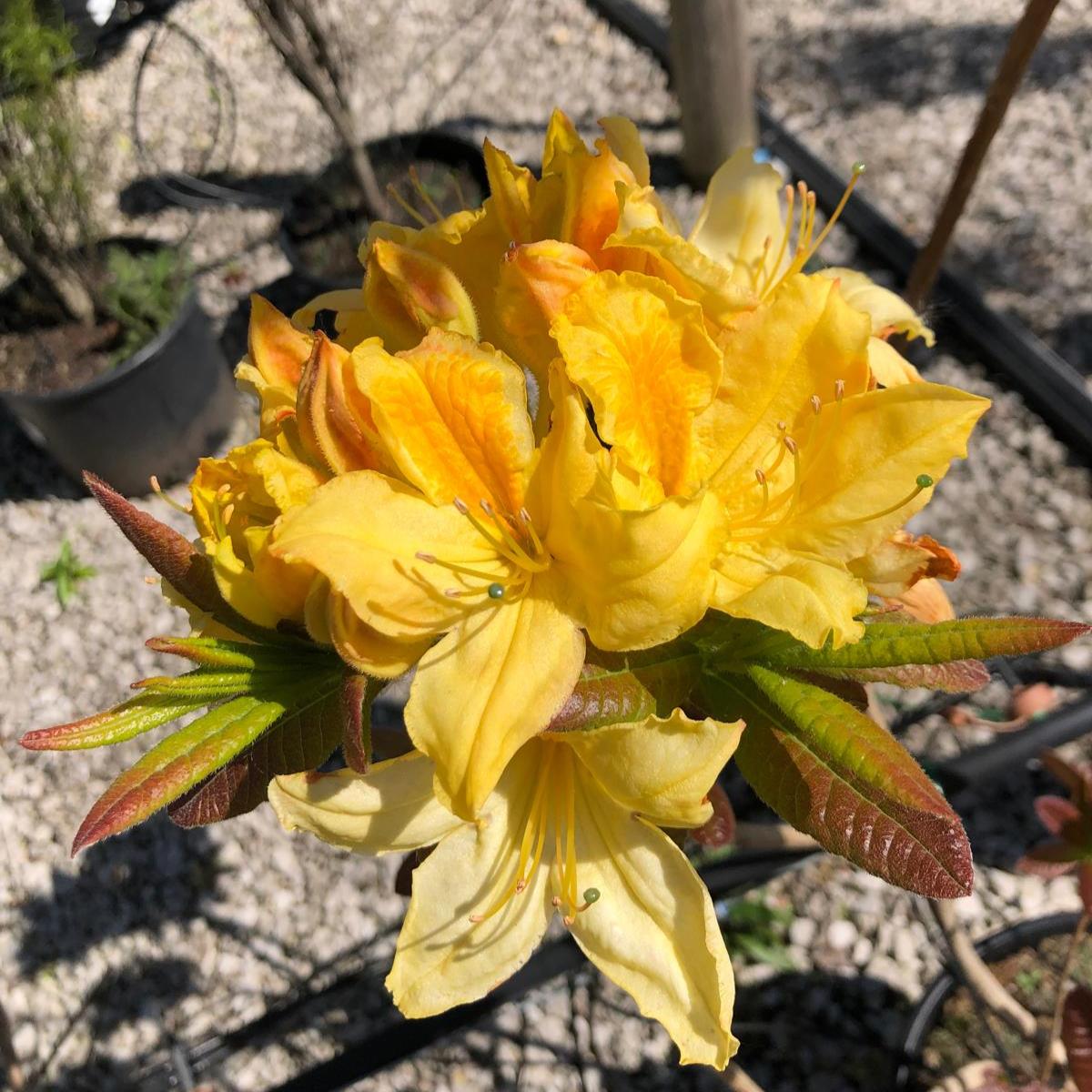 Azalea Knaphill Harvest Moon 20 Litre Pot