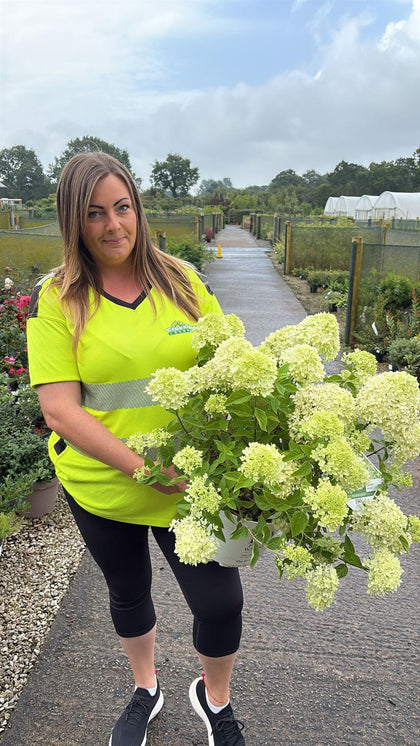 Hydrangea Paniculata Little Lime 10 Litre Pot