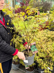 Acer Palmatum Osakazuki 4 Litre Pot 40/60cm Tall