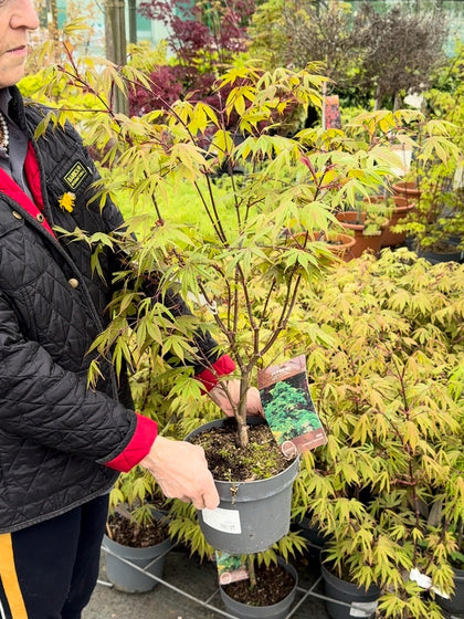 Acer Palmatum Osakazuki 4 Litre Pot 40/60cm Tall