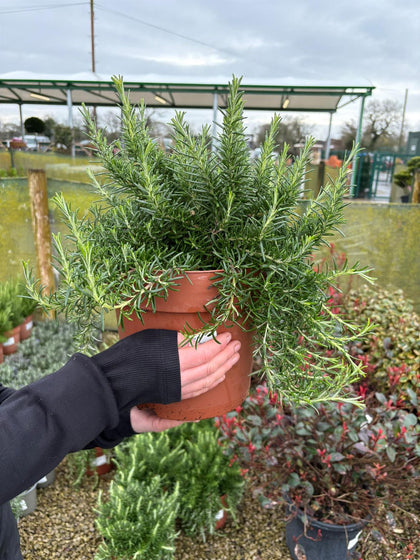 Rosmarinus Prostratus 6 Litre Pot