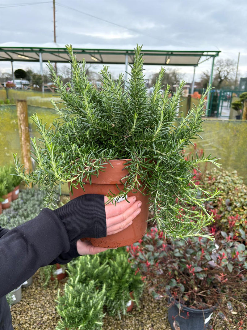 Rosmarinus Prostratus 6 Litre Pot