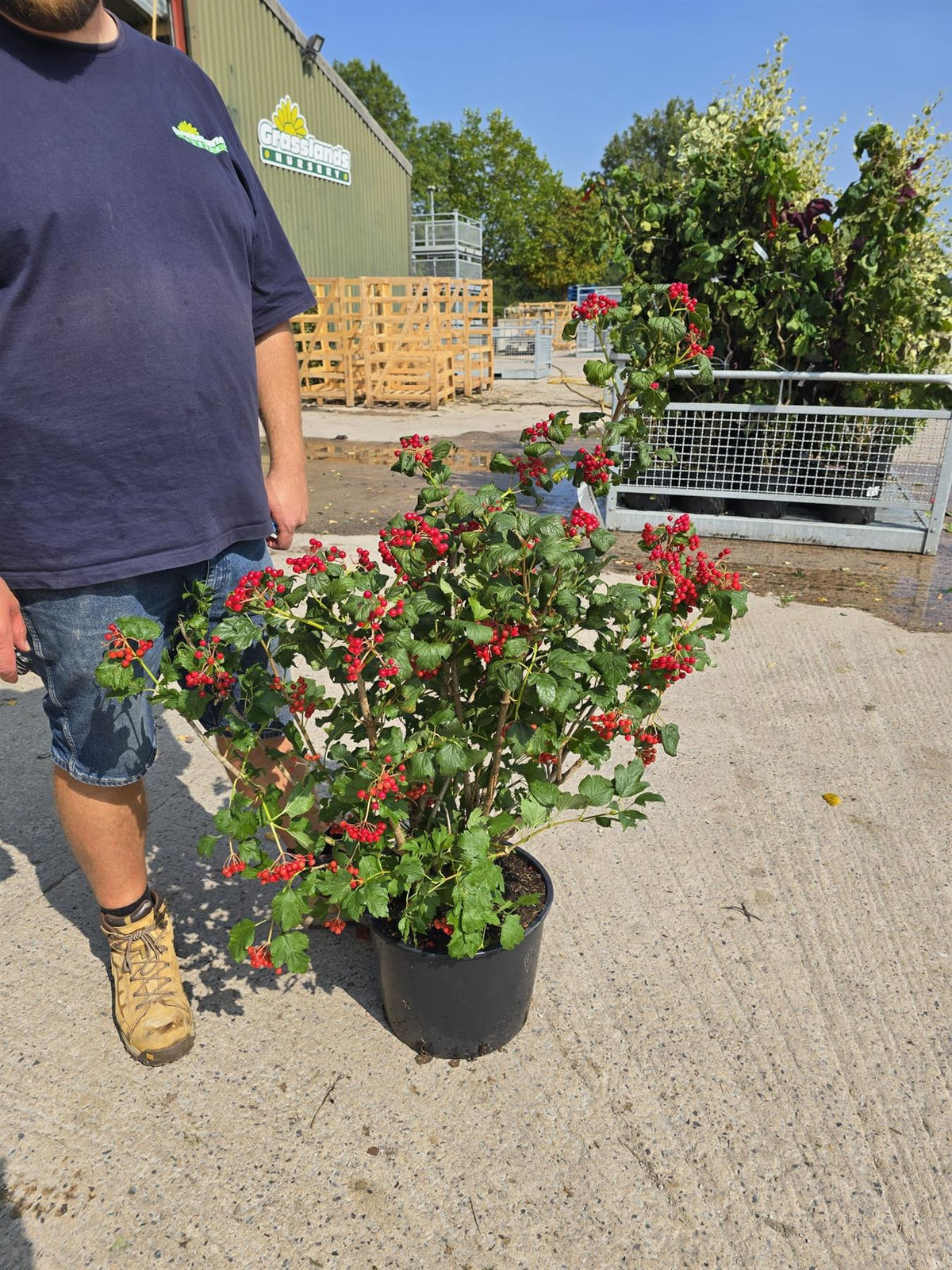 Viburnum Opulus Compactum 20 Litre Pot 100/125cm