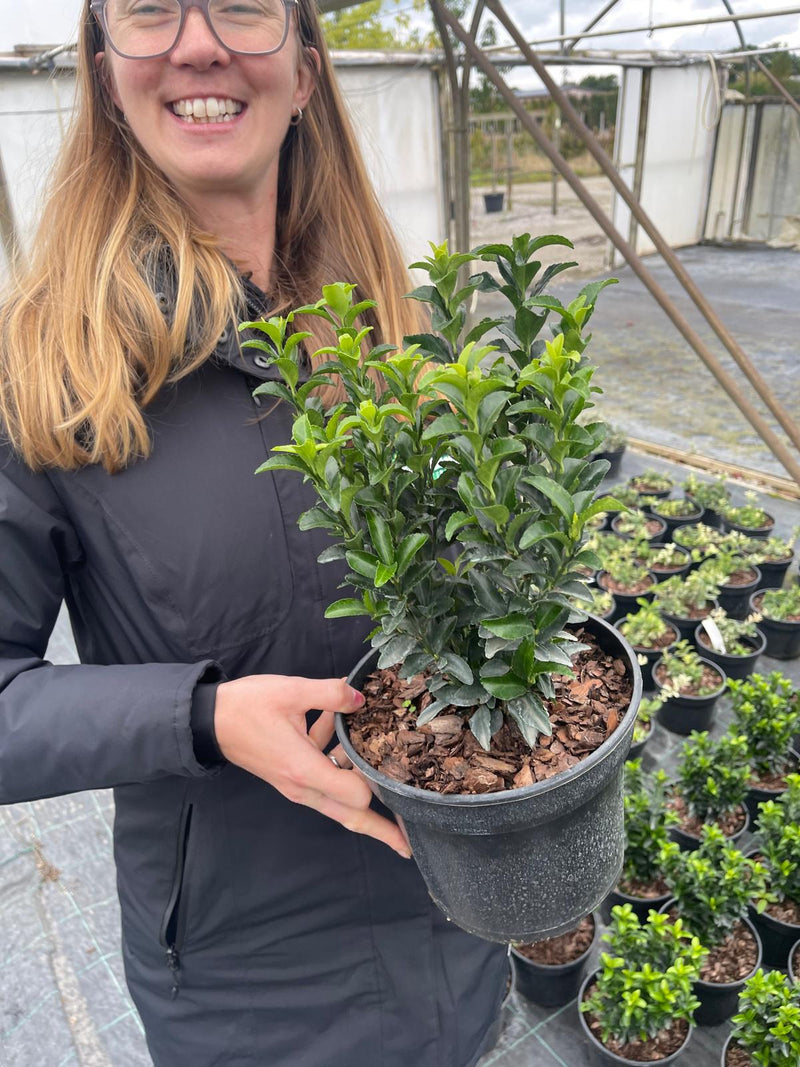 Euonymus Green Rocket 3 Litre Pot