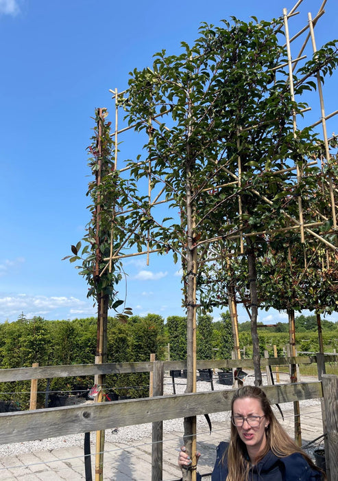 Prunus lusitanica Brenelia Pleached 200 Stem Frame 120x120cm