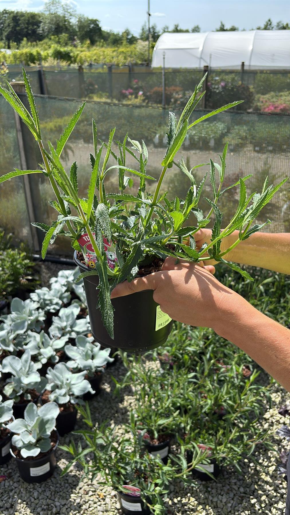 Verbena Bonariensis 3 Litre Pot
