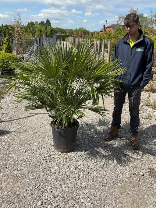 Chamaerops Humilis 30 Litre Pot