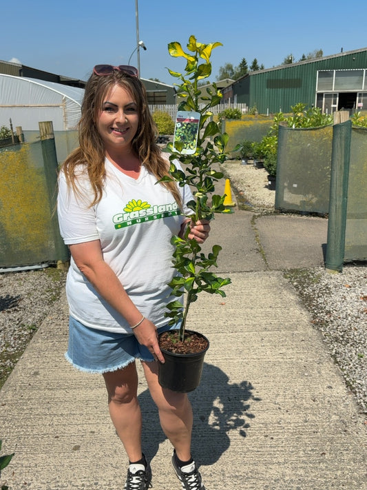 Ilex Lawsoniana 3 Litre Pot
