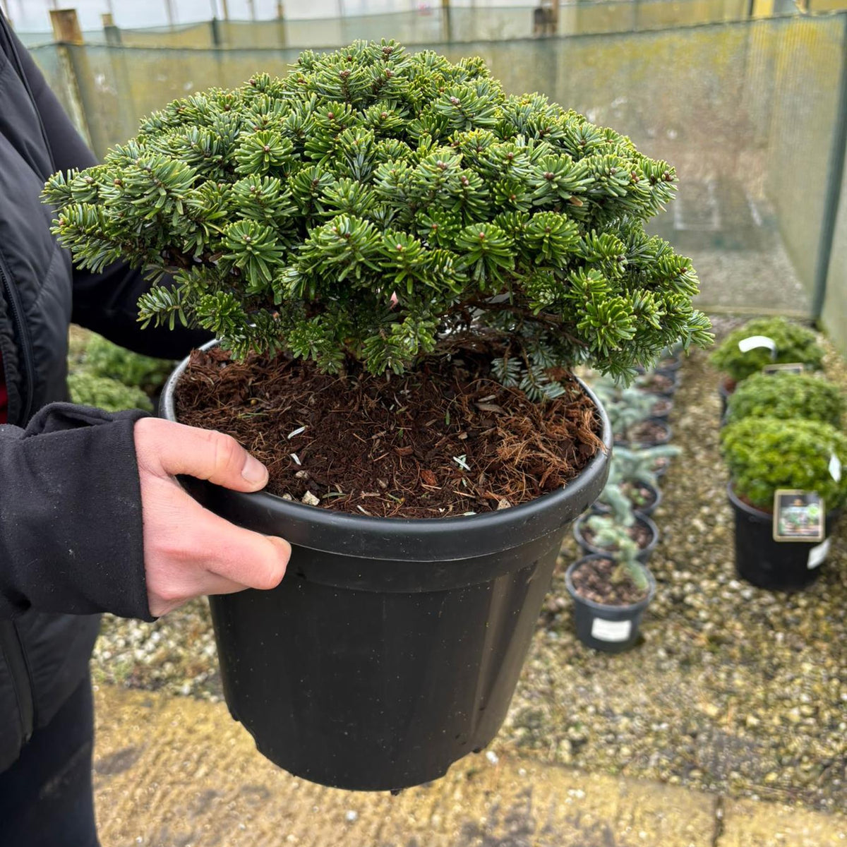 Abies koreana Brilliant 8 Litre Pot — Grasslands Nursery