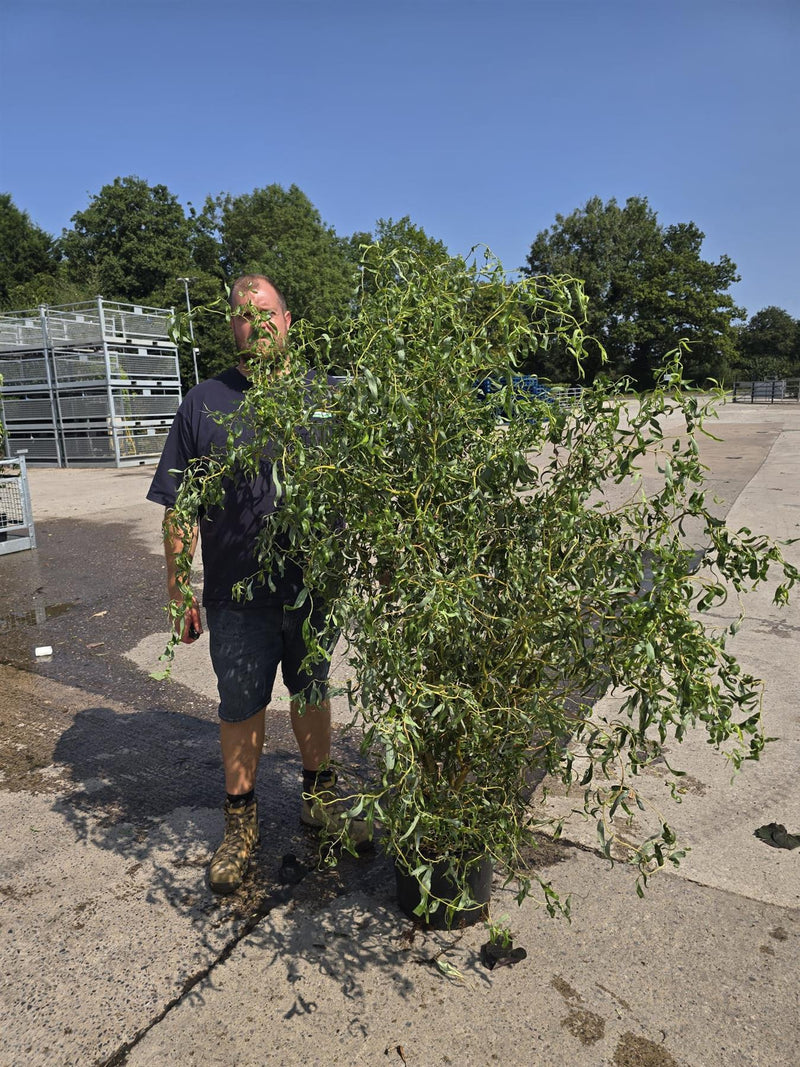 Salix 'Erythroflexuosa 20 Litre Pot 150/175cm