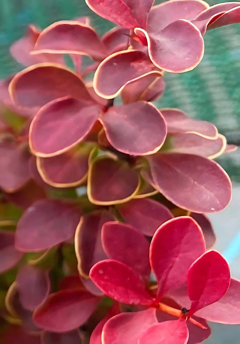Berberis Admiration 2 Litre Pot