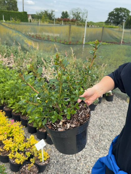 Escallonia Apple Blossom 3 Litre Pot