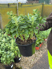 Sedum Autumn Joy 5 Litre Pot