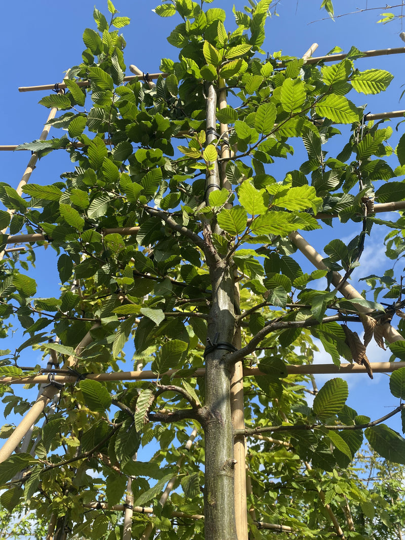Carpinus or Hornbeam Pleached Standard 150 Trunk 8/10 Girth 140High x 120 Wide Frame