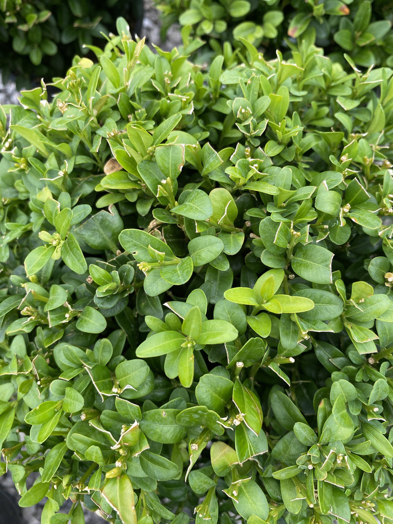 Buxus Ball 20 cm 2 Litre Pot