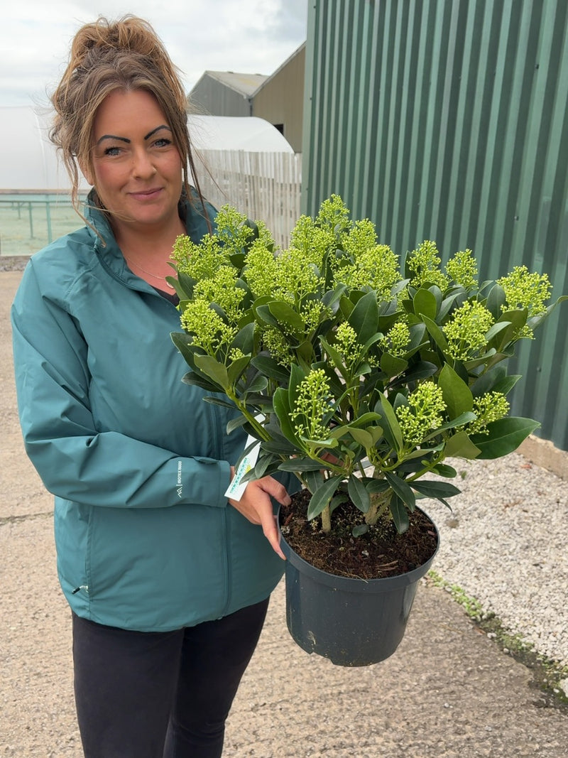 Skimmia Japonica Finchy 5 Litre Pot