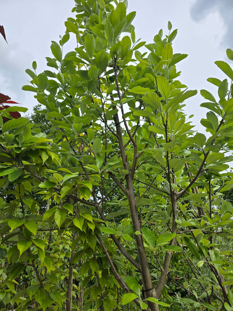 Sorbus Aria Magnifica 45L Bag Last Few As Pictured
