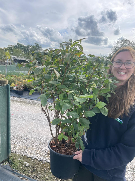 Azalea Lut Glowing Embers 7.5 Litre Pot
