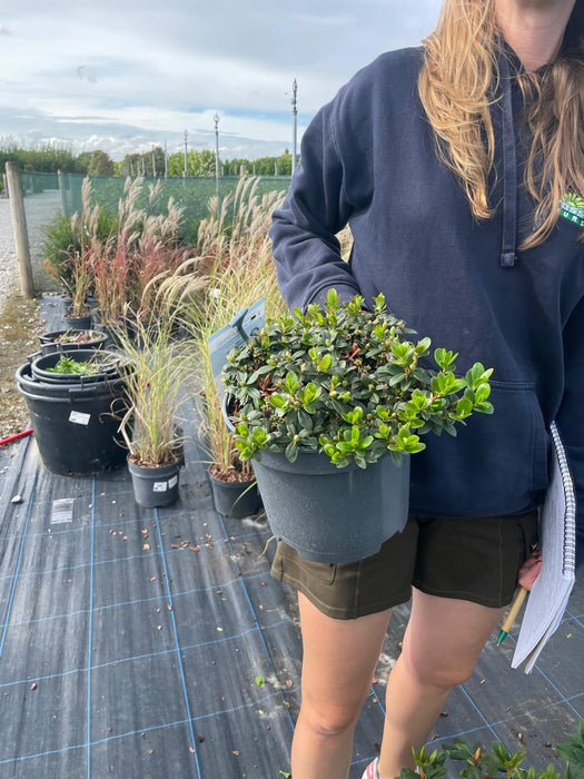 Rhododendron Wren 5 Litre Pot