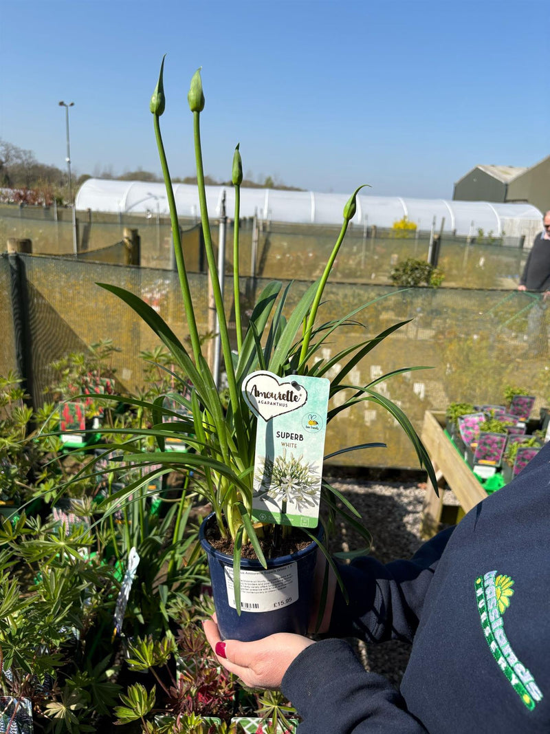 Agapanthus Amourette Superb White 1.5 Litre Pot