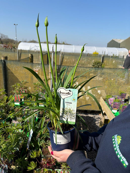 Agapanthus Amourette Superb White 1.5 Litre Pot