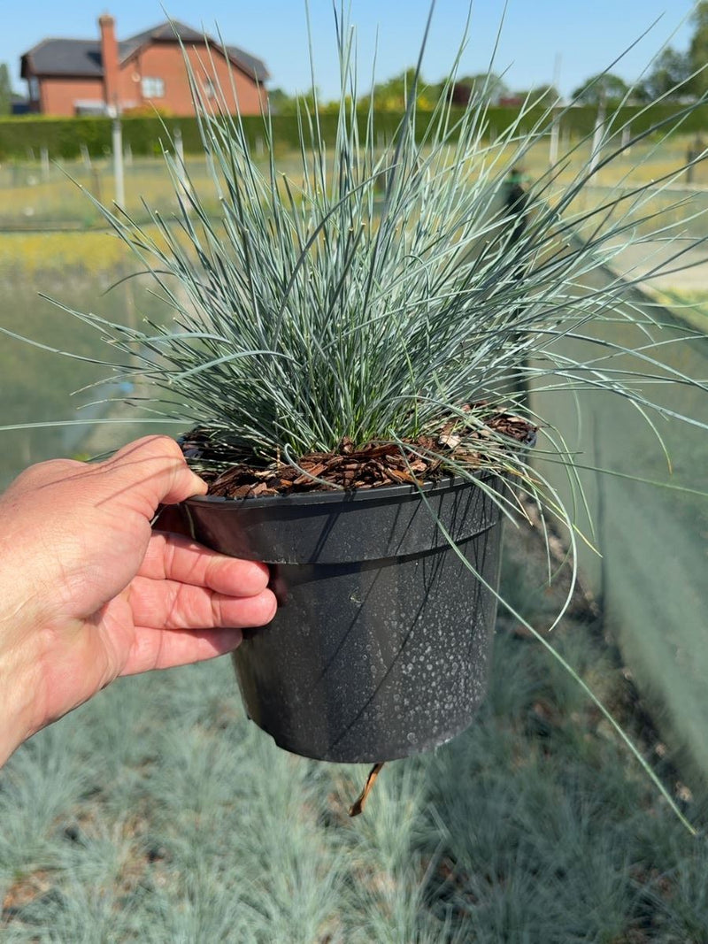 Festuca glauca 'Intense Blue' - Blue Fescue 3 Litre Pot