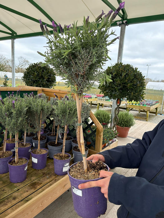 Lavender Stoechas Mini Standard 3 Litre Pot