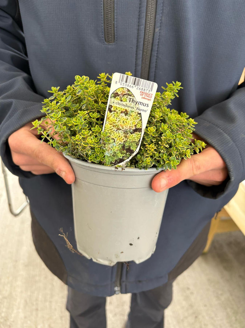 Thyme 14cm