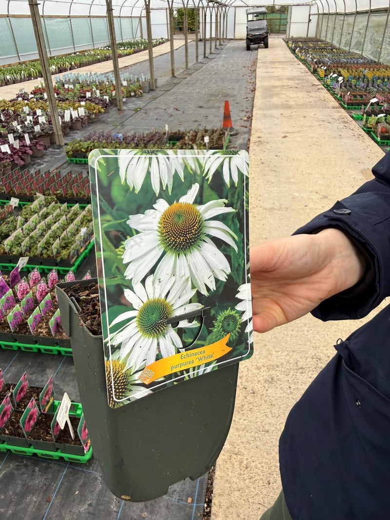 Echinacea Purpurea White 11cm Pot