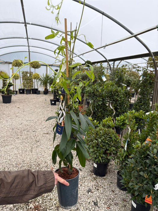 Clematis Armandii 2 Litre Pot