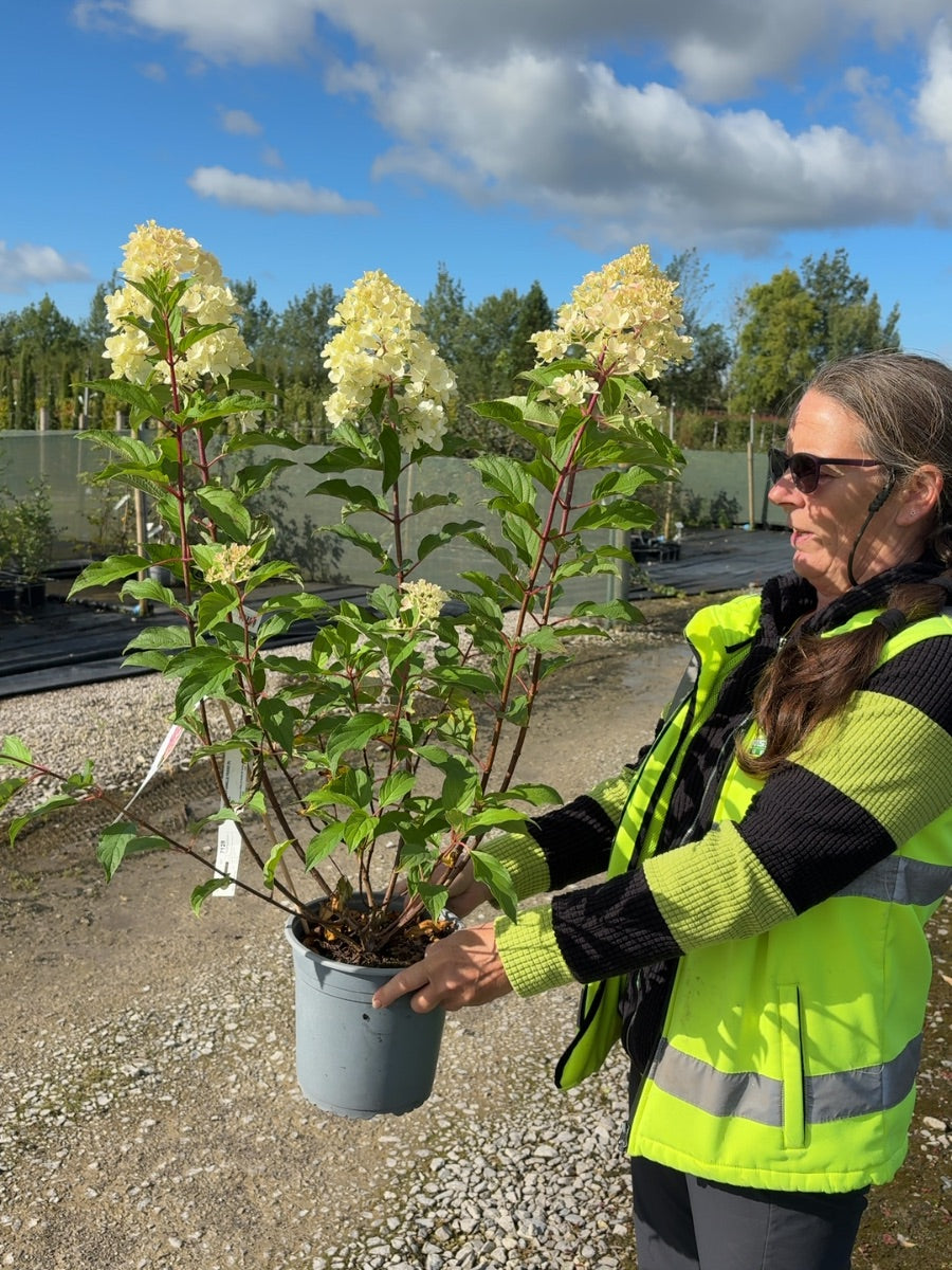 Hydrangea paniculata Vanille Fraise 4.5 Litre Pot