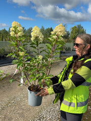Hydrangea paniculata Vanille Fraise 4.5 Litre Pot