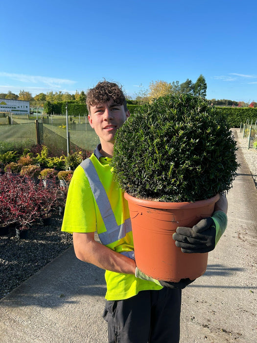 Yew Ball 40cm 12 Litre Pot