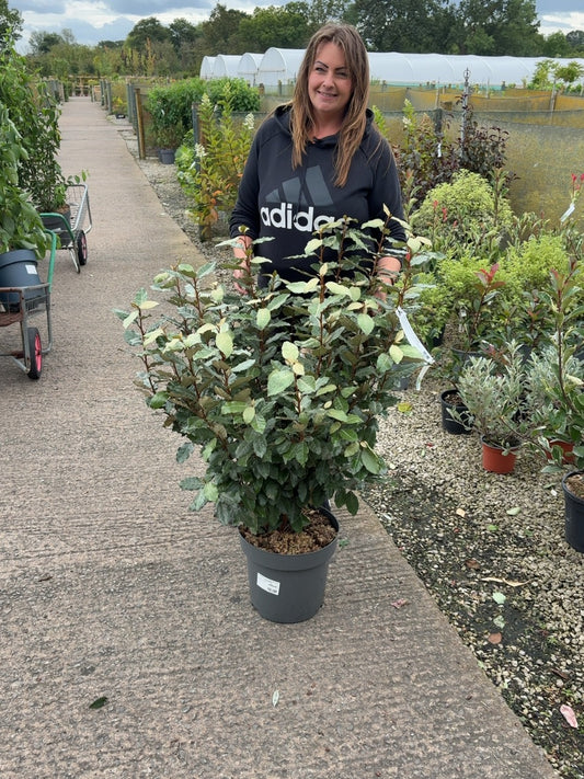 Elaeagnus x ebb. Compacta 12 Litre Pot 80/100cm