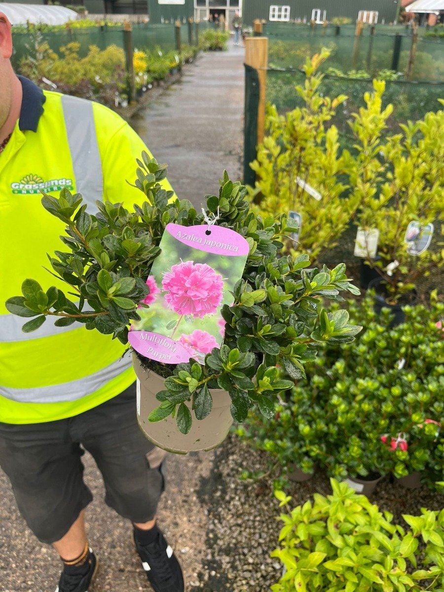 Azalea Japonica Geisha Red  1.5 Litre Pot