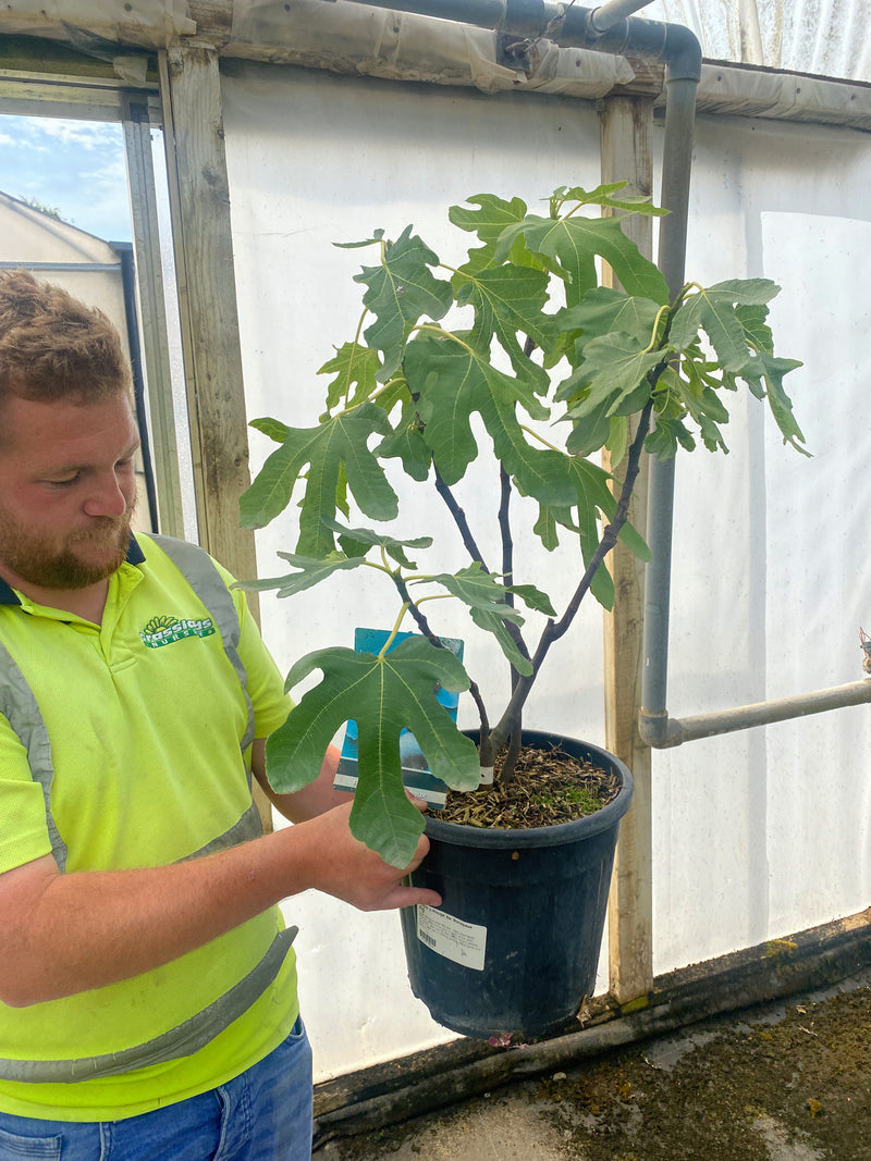 Ficus c. Rouge de Bordeaux 9 Litre Pot