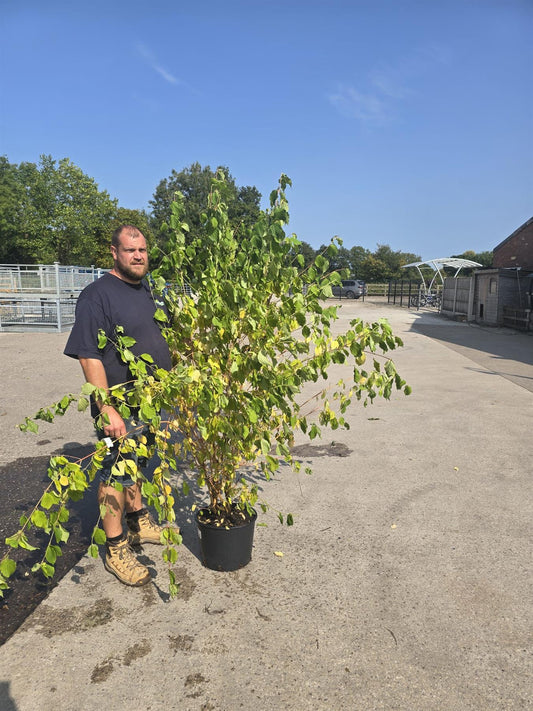 Cornus sang. Anny's Winter Orange 20 Litre Pot 150-175cm Tall