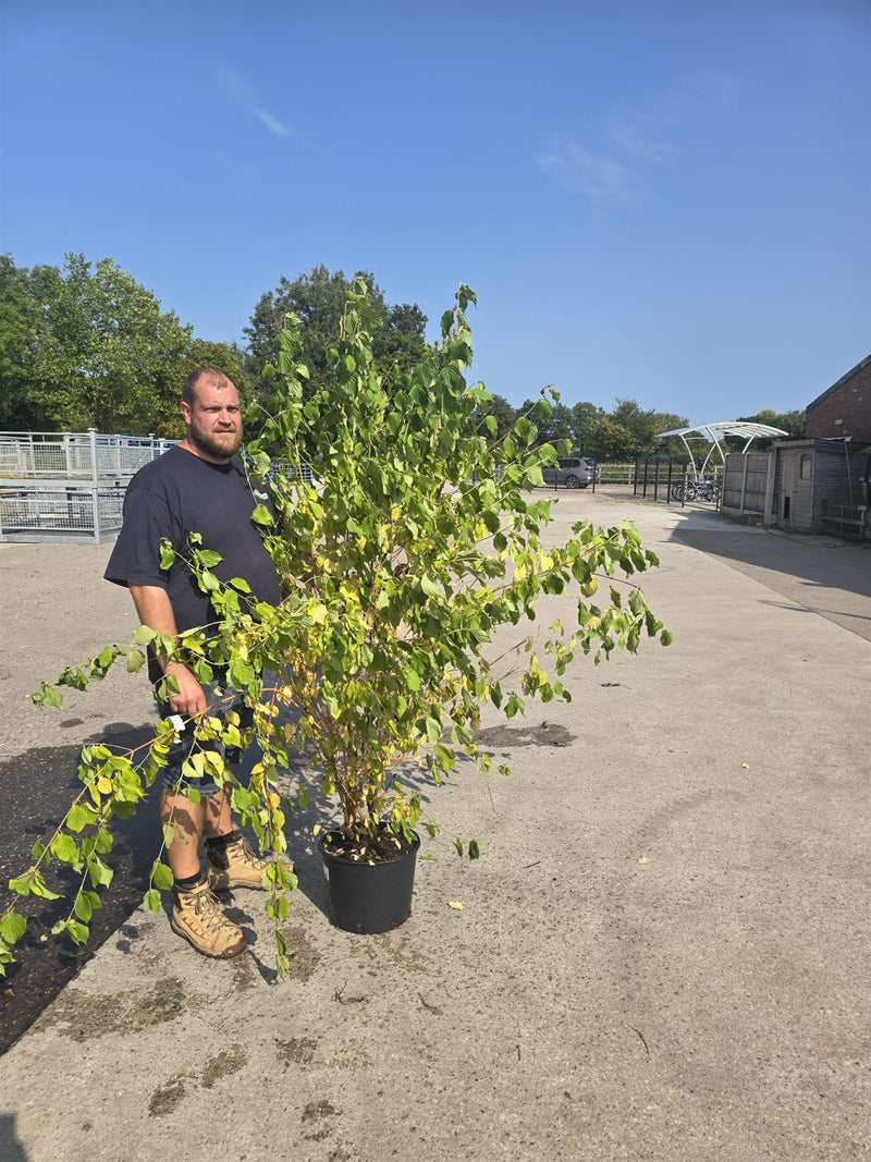 Cornus sang. Anny's Winter Orange 20 Litre Pot 150-175cm Tall