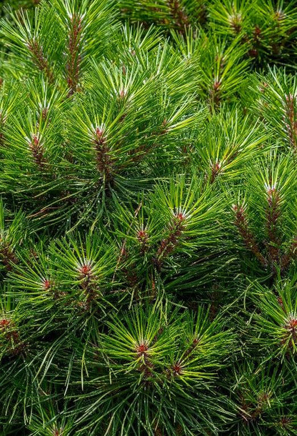 Pinus Nigra Brepo 25 Litre Pot Quarter Standard