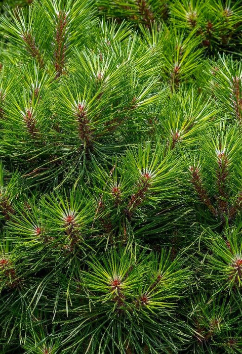 Pinus Nigra Brepo 25 Litre Pot Quarter Standard