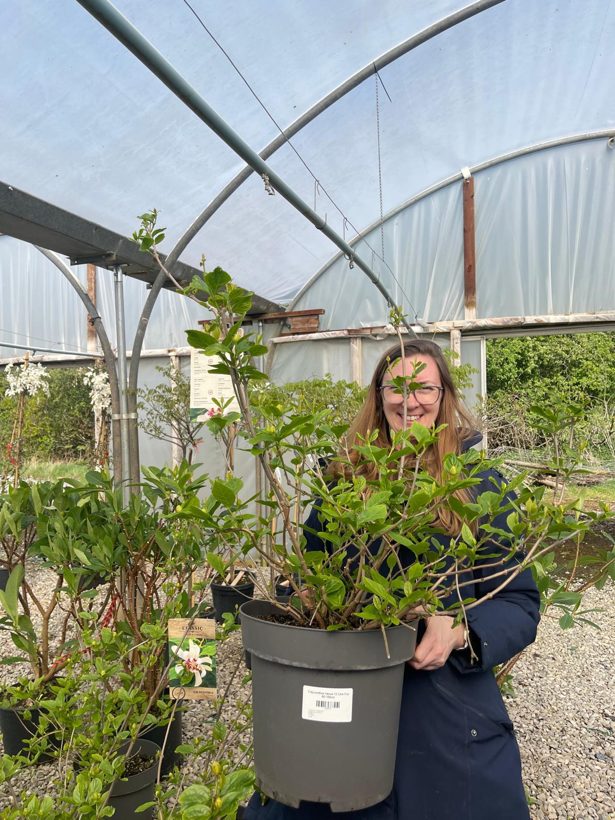 Calycanthus Venus 12 Litre Pot 80-100cm