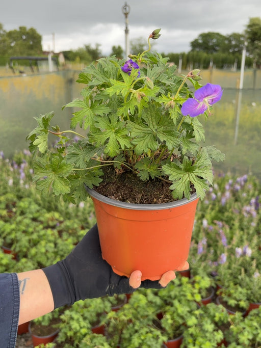 Geranium Johnson's Blue 2 Litre Pot