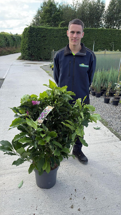 Magnolia Susan 12 Litre Pot 80/100cm