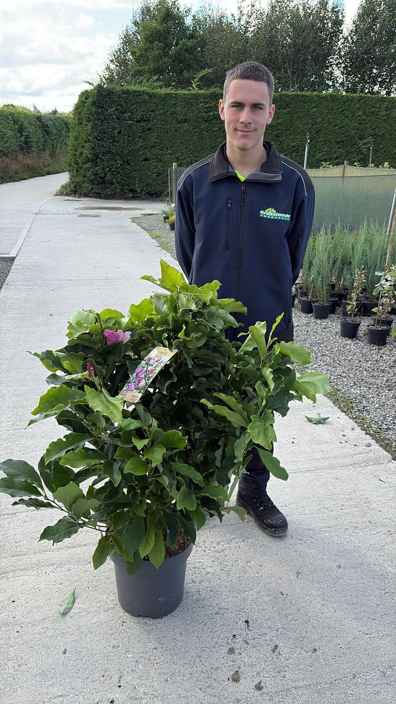 Magnolia Susan 12 Litre Pot 80/100cm