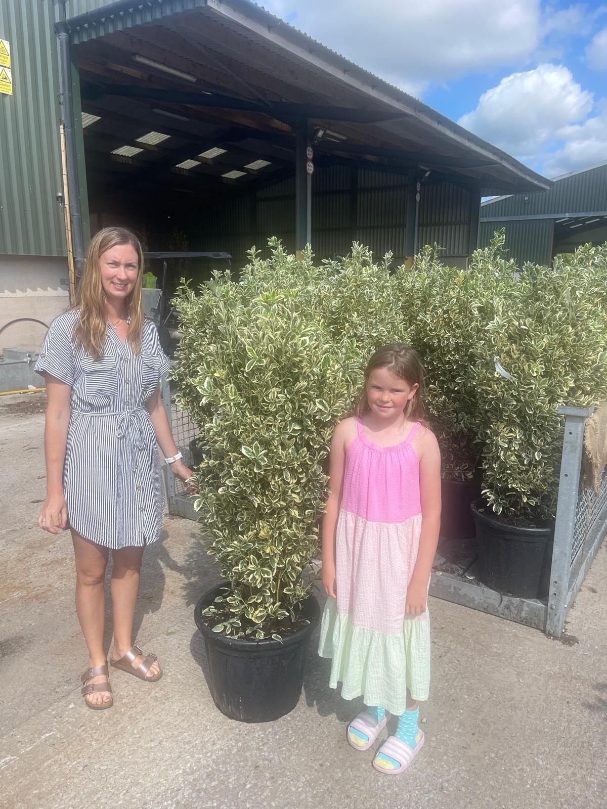 Euonymus japonicus Bravo 30 Litre