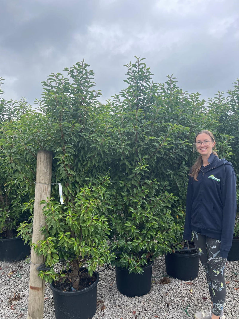 Portuguese Laurel Myrtifolia 160/180cm 40 Litre Pot