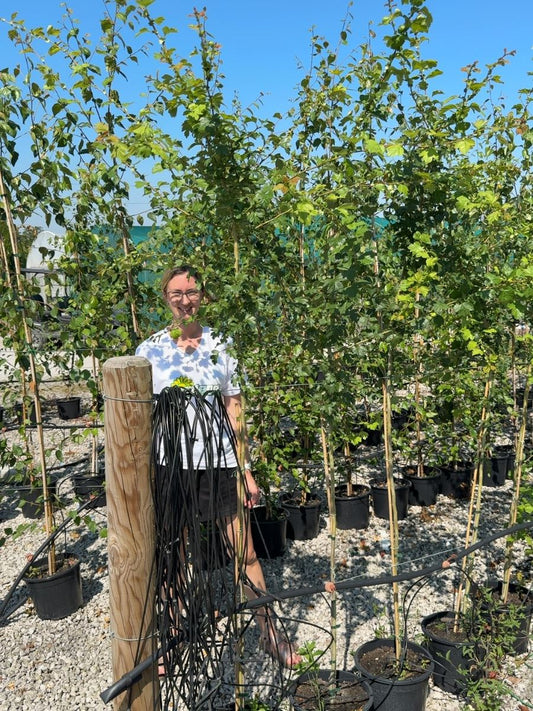 Crataegus laevigata 'Paul's Scarlet' 5 Litre Pot 150/160cm